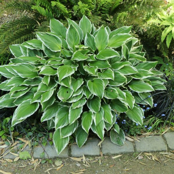 Hosta fortunei 'Francee'