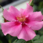 ROSA KORDES SEE YOU® in pink - Image 2