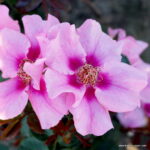 ROSA KORDES SEE YOU® in pink - Image 3