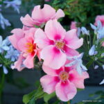 ROSA KORDES SEE YOU® in pink - Image 4