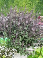 BYLINKY Ocimum basilicum Magic Blue, P 12–BAZALKA - Image 3