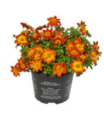 Bidens ferulifolia - Image 2