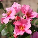 ROSA KORDES SEE YOU® in pink