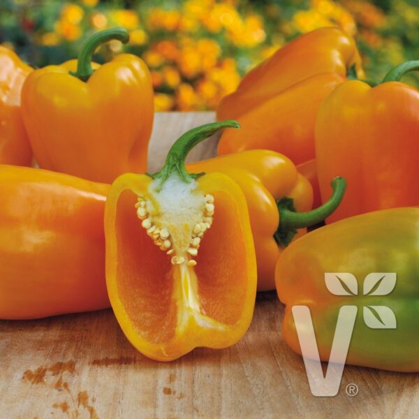 Paprika Block Midi Almira® Yellow, C3L