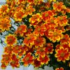 Bidens ferulifolia - Květináč, pr. 12 cm