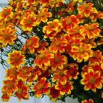 Bidens ferulifolia