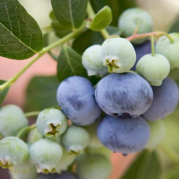 Vaccinium cor. 'Bluecrop' velkoplodé