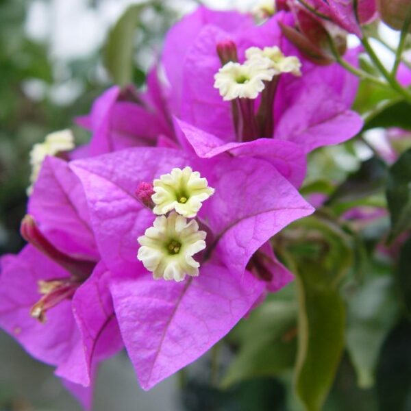 Bougainvillea Bugenvilea, Kmínek, P 19