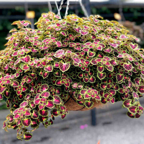 Coleus blumei Africká kopřiva, P 13 – Great Falls