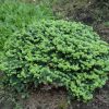 Abies balsamea 'Nana'