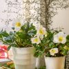 Helleborus niger - P 11