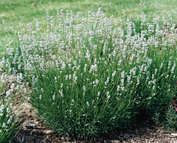 Lavandula angustifolia Naturlavendel, White - Lavandula angustifolia Edelweiss 12750 1