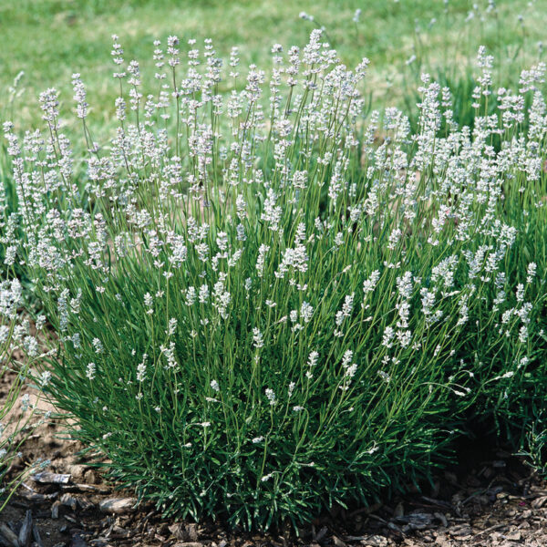 Lavandula angustifolia Naturlavendel, White