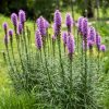 Liatris spicata - P-9