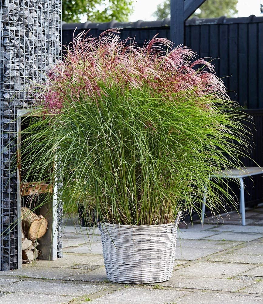 Miscanthus sinensis 'Red Cloud' - Miscanthus red cloud
