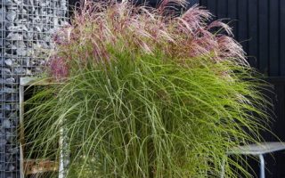 Miscanthus sinensis 'Red Cloud' - Miscanthus sinensis Red Cloud® 3 495x400 1