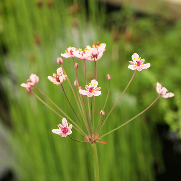 Butomus umbellatus 'Schneewittchen'