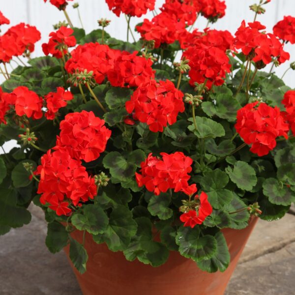 Pelargonium zonale Muškát vzpřímený, K 12