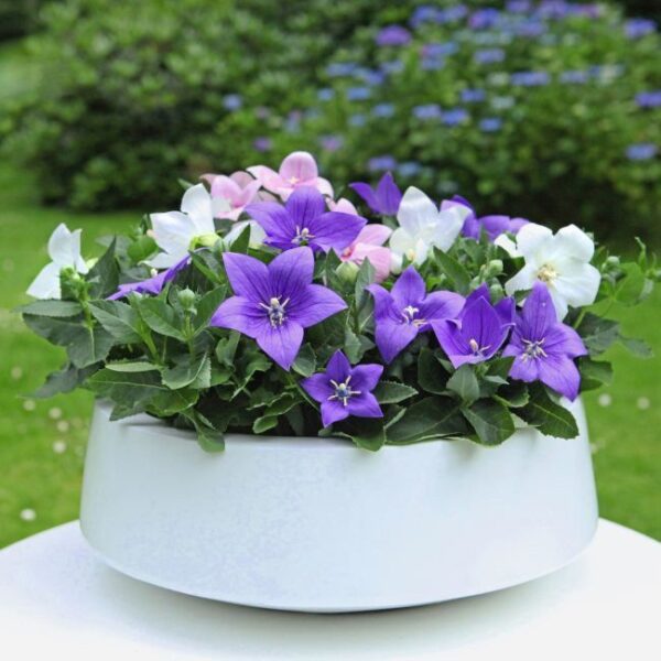 Platycodon grandiflorus Zvonkovec–Boubelík velkokvětý, MIX P 12