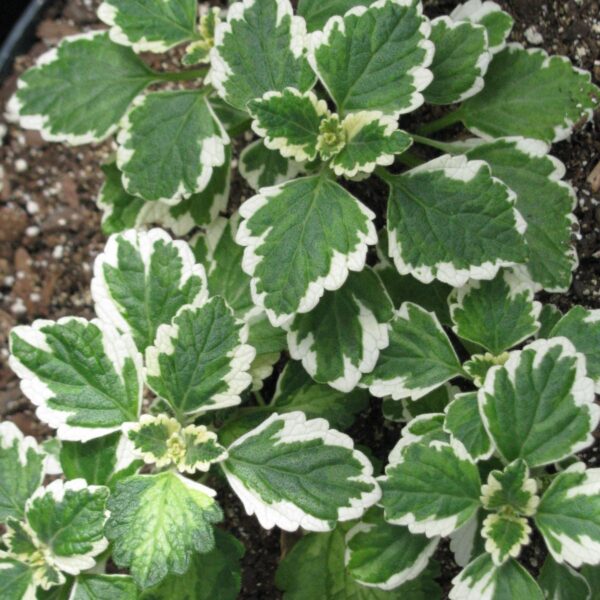 Plectranthus forsteri, P11