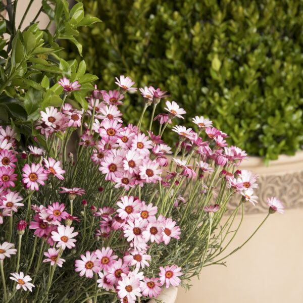 Rhodanthemum hosmariense