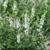 Salvia nemorosa 'Schneehügel' - P11