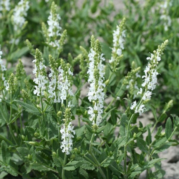 Salvia nemorosa 'Schneehügel'