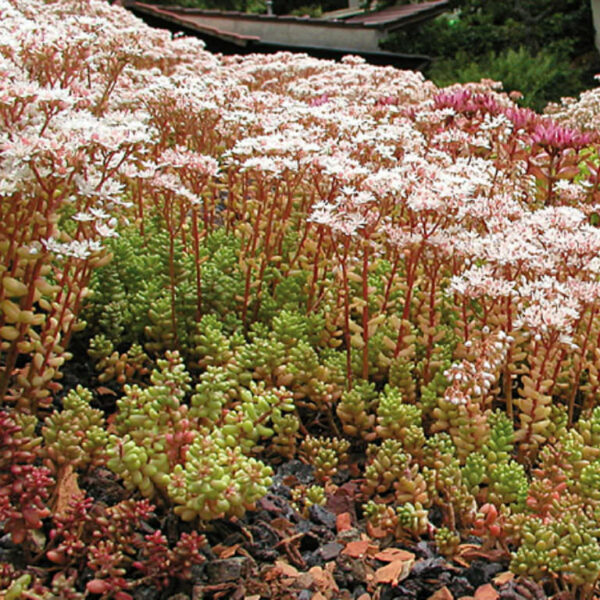 SEDUM 'Coral Carpet'