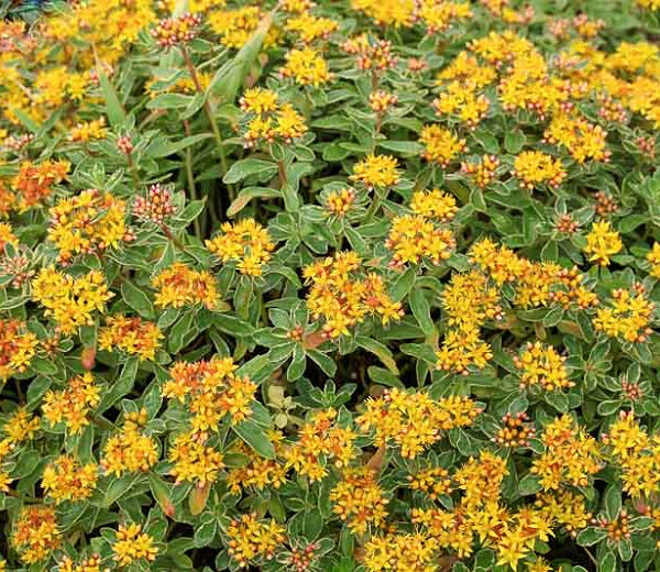 Sedum kamtschaticum P 13, Rozchodník kamčatský