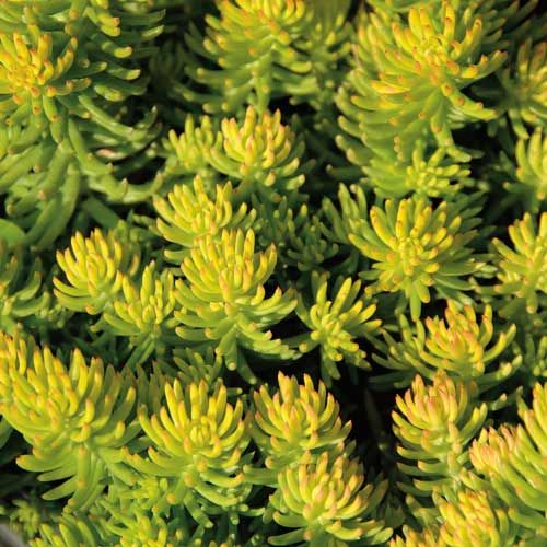 Sedum reflexum Yellow Cushion', P 13 – rozchodník