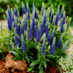 Veronica spicata Rozrazil klasnatý RC®, modrý, růžový P 13 - Image 2