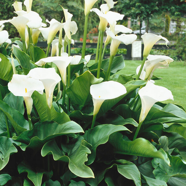 Zantedeschia aethiopica