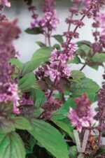 BYLINKY Ocimum basilicum Magic Blue, P 12–BAZALKA