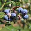 Vaccinium cor. 'Heerma' - 30-40 k2,5L