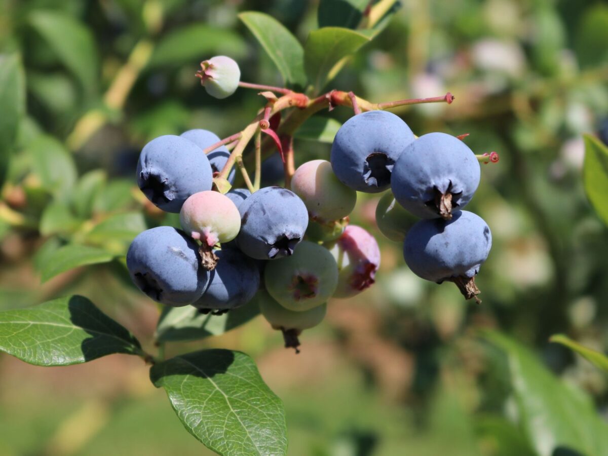 Vaccinium cor. 'Heerma' - Image 1