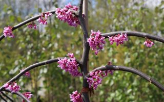 Cercis canadensis 'Lavender Twist'® - kanadischer judasbaum lavender twist m069447 w 0