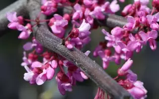 Cercis canadensis 'Lavender Twist'® - kanadischer judasbaum lavender twist m069447 w 2