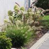 Pennisetum alopecuroides 'HAMELN' - Kontejner C3L/P19