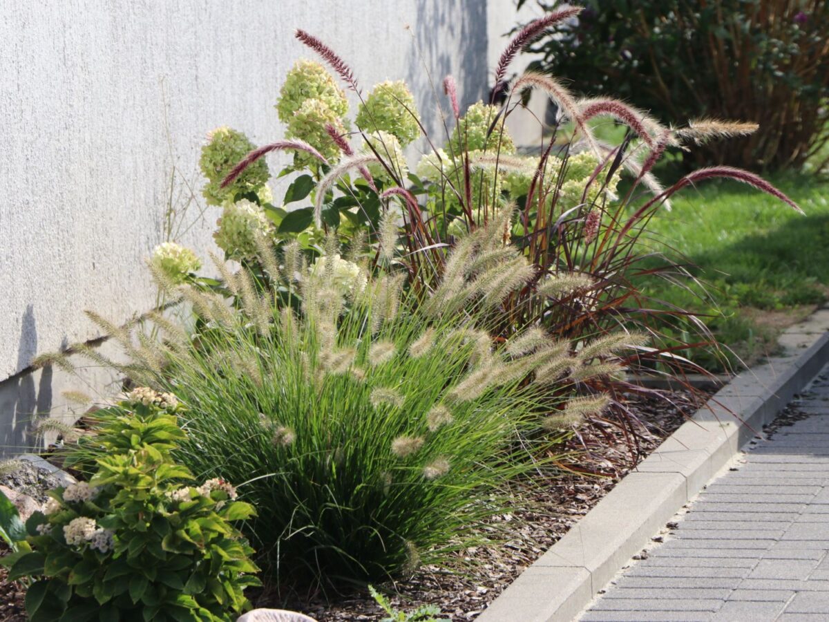 Pennisetum alopecuroides 'HAMELN' - Image 1