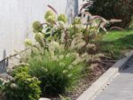 Pennisetum alopecuroides 'HAMELN'