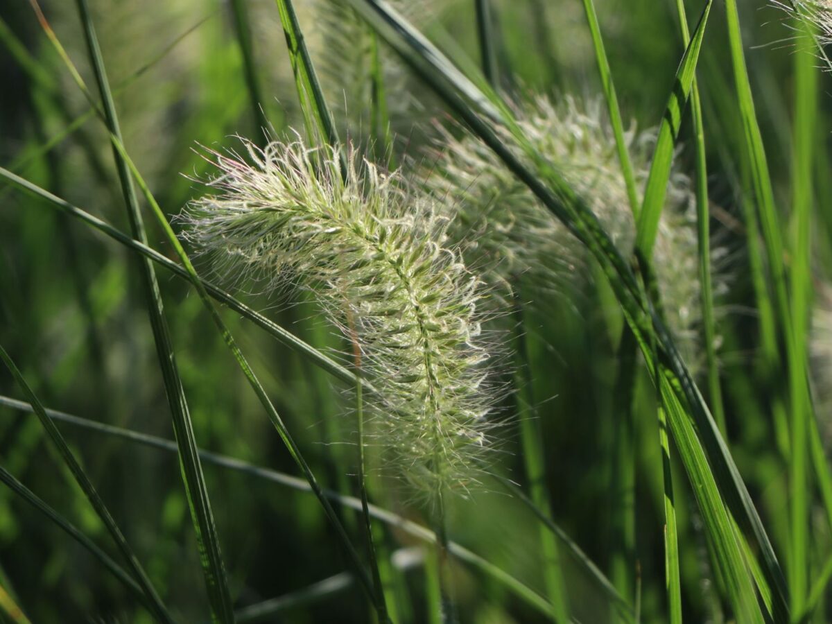 Pennisetum alopecuroides 'HAMELN' - Image 4