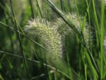 Pennisetum alopecuroides 'HAMELN' - Image 4