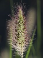 Pennisetum alopecuroides 'HAMELN' - Image 2