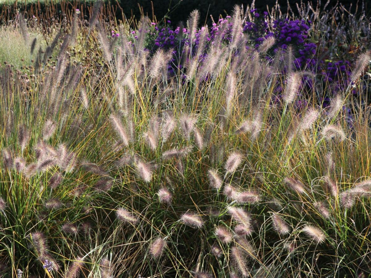 Pennisetum alopecuroides 'HAMELN' - Image 3