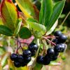 Aronia prunifolia 'Nero' - Keř - kontejner 2 l, v. 30-40 cm