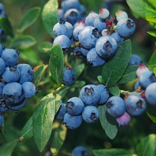 Vaccinium cor. 'North Country' - north country blueberry