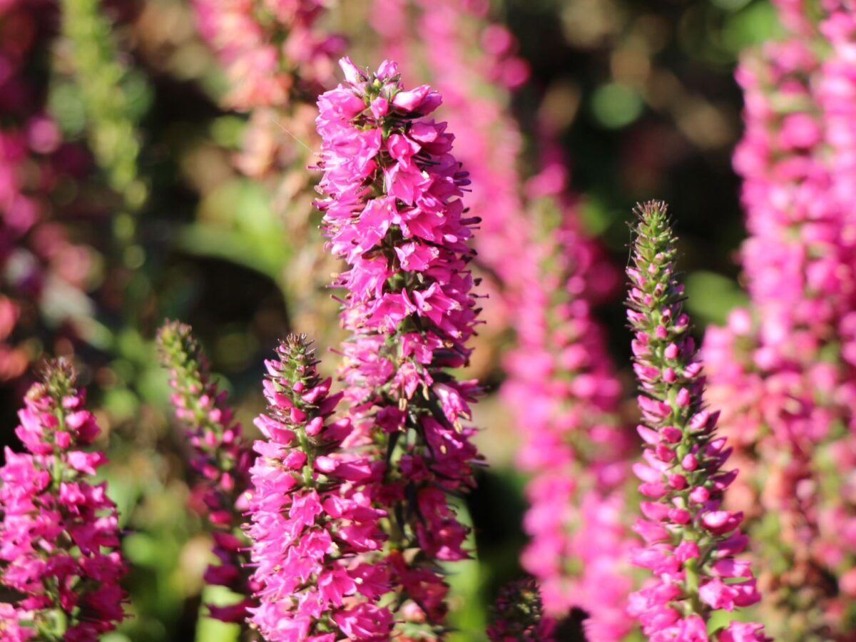 Veronica spicata Rozrazil klasnatý RC®, modrý, růžový P 13 - Image 1
