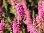 Veronica spicata Rozrazil klasnatý RC®, modrý, růžový P 13
