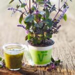 BYLINKY Ocimum basilicum Magic Blue, P 12–BAZALKA - Image 2