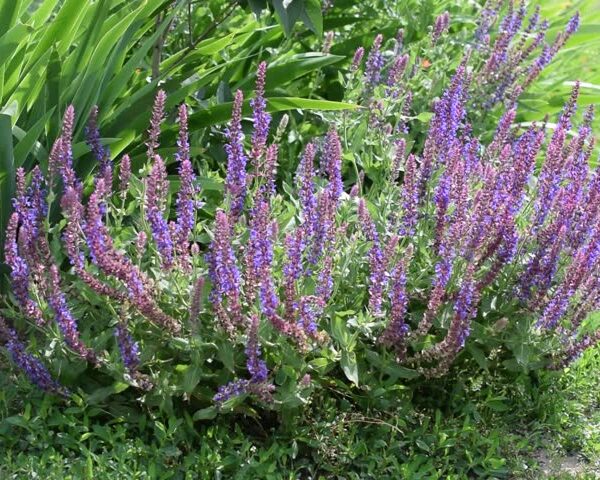 Salvia officinalis